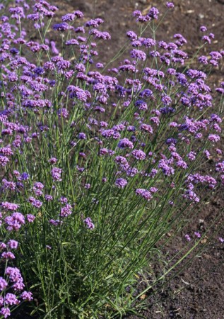 VERBENA bonariensis